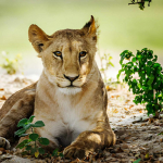Trenta leoni e tigri salvati: nuova vita dopo lo zoo di Luj�n